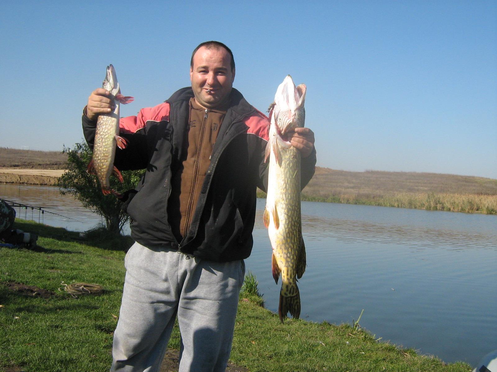 pestisori de aur - img0554.JPG